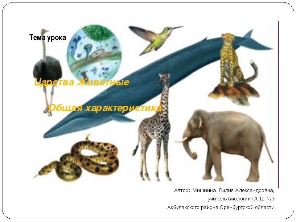 Царства Животные. Общая характеристика  - Скачать презентации бесплатно | Читать или скачать учебники для школы онлайн бесплатно ☑ Школьные учебники school-textbook.com