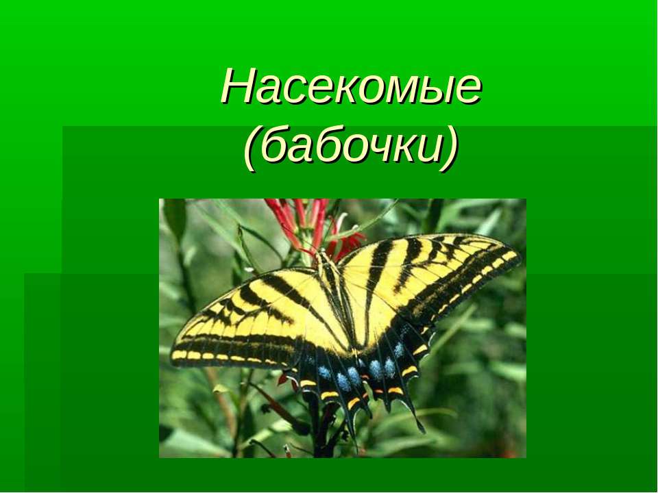 Насекомые (бабочки)  - Скачать презентации бесплатно | Читать или скачать учебники для школы онлайн бесплатно ☑ Школьные учебники school-textbook.com