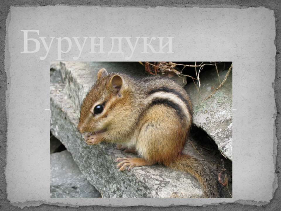 Бурундуки - Скачать презентации бесплатно ☑ Презентации по предметам на gdz-books.ru