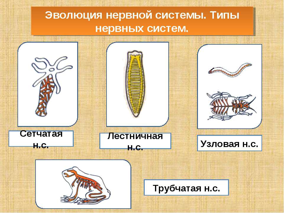 Эволюция нервной системы. Типы нервных систем  - Скачать презентации бесплатно | Читать или скачать учебники для школы онлайн бесплатно ☑ Школьные учебники school-textbook.com