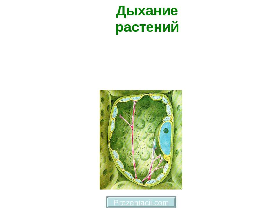 Дыхание растений - Скачать презентации бесплатно ☑ Презентации по предметам на gdz-books.ru
