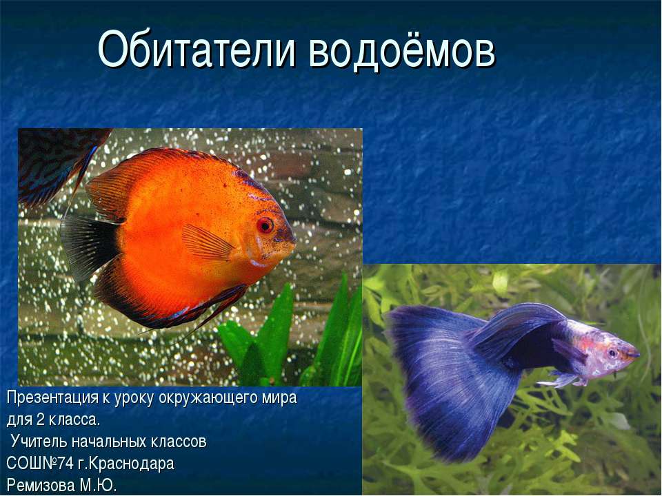 Обитатели водоёмов  - Скачать презентации бесплатно | Читать или скачать учебники для школы онлайн бесплатно ☑ Школьные учебники school-textbook.com