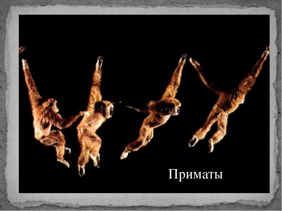 Приматы - Скачать презентации бесплатно ☑ Презентации по предметам на gdz-books.ru