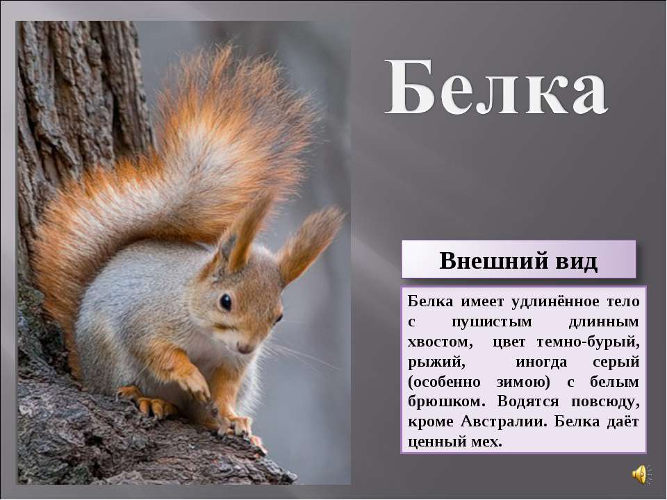 Белка  - Скачать презентации бесплатно | Читать или скачать учебники для школы онлайн бесплатно ☑ Школьные учебники school-textbook.com