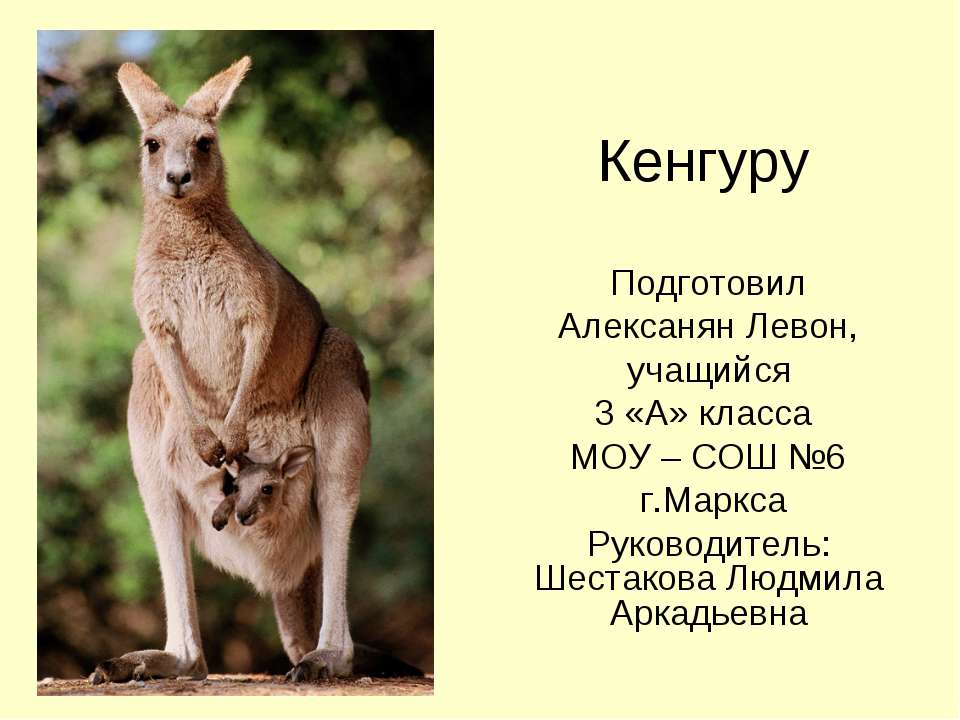 Кенгуру  - Скачать презентации бесплатно | Читать или скачать учебники для школы онлайн бесплатно ☑ Школьные учебники school-textbook.com