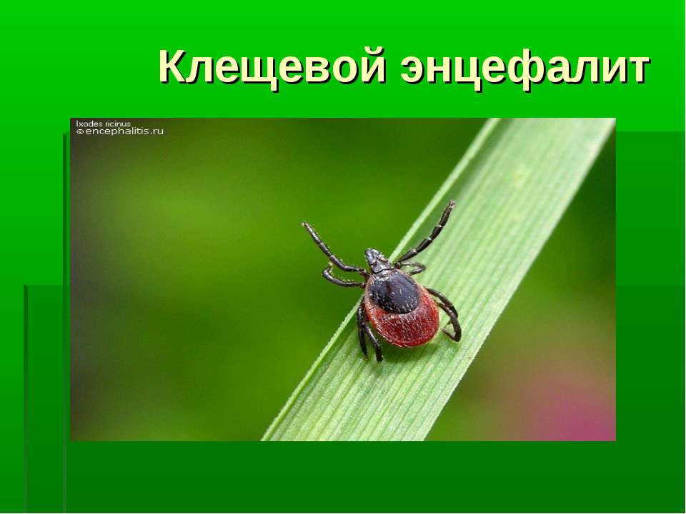 Клещевой энцефалит  - Скачать презентации бесплатно | Читать или скачать учебники для школы онлайн бесплатно ☑ Школьные учебники school-textbook.com