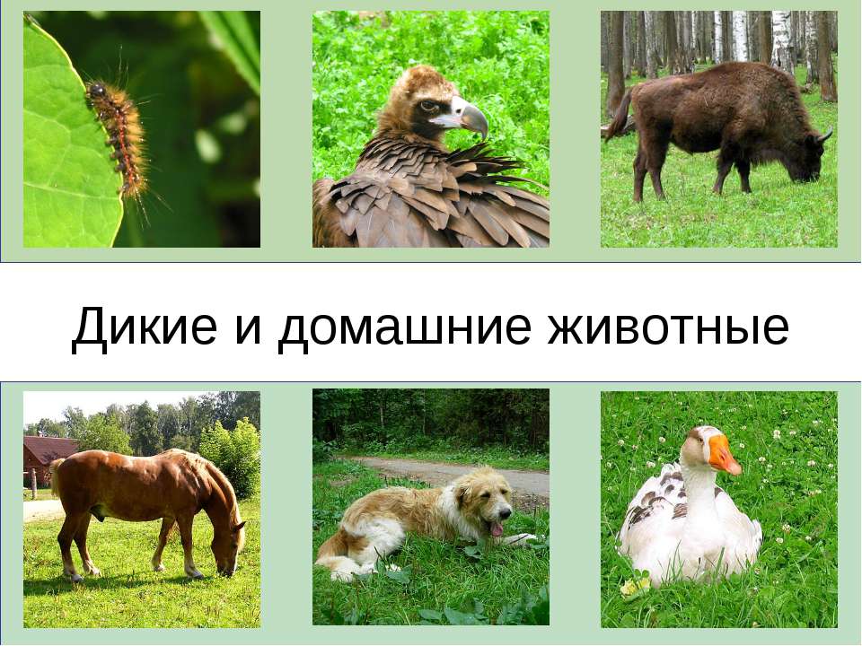 Дикие и домашние животные 2 класс  - Скачать презентации бесплатно | Читать или скачать учебники для школы онлайн бесплатно ☑ Школьные учебники school-textbook.com