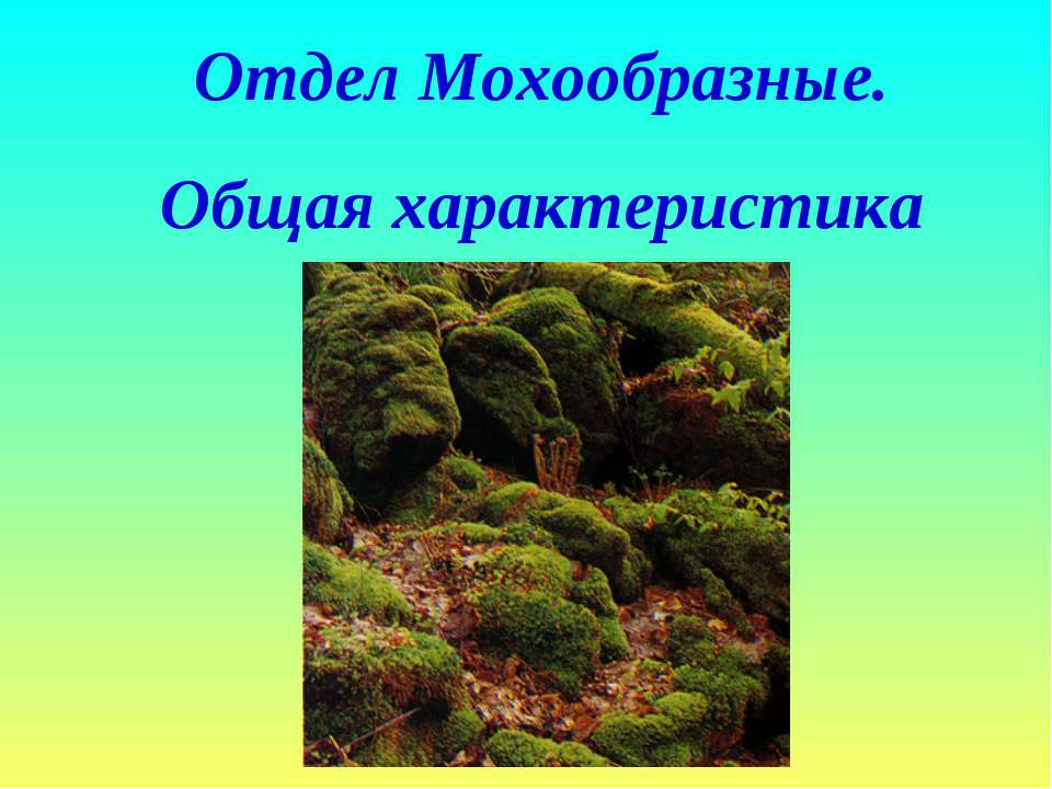 Отдел Мохообразные. Общая характеристика  - Скачать презентации бесплатно | Читать или скачать учебники для школы онлайн бесплатно ☑ Школьные учебники school-textbook.com