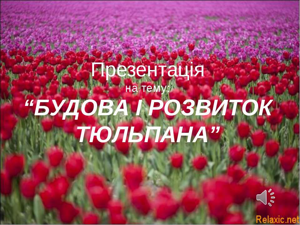 Будова та розвиток тюльпана (Укр) - Скачать презентации бесплатно ☑ Презентации по предметам на gdz-books.ru