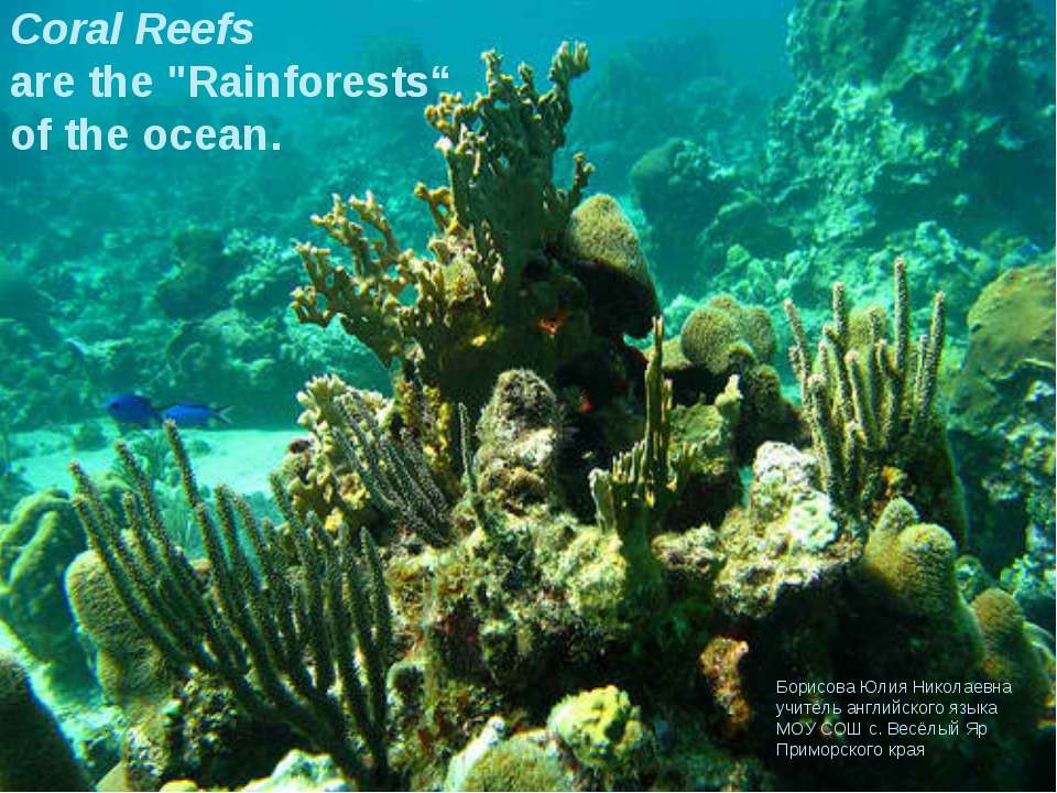 Coral Reefs - Скачать презентации бесплатно ☑ Презентации по предметам на gdz-books.ru