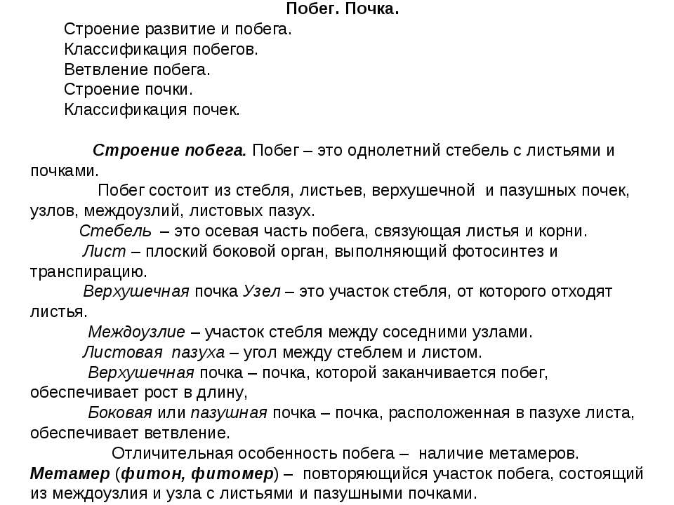 Побег. Почка - Скачать презентации бесплатно ☑ Презентации по предметам на gdz-books.ru