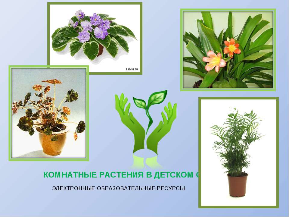 Комнатные растения в детском саду  - Скачать презентации бесплатно | Читать или скачать учебники для школы онлайн бесплатно ☑ Школьные учебники school-textbook.com