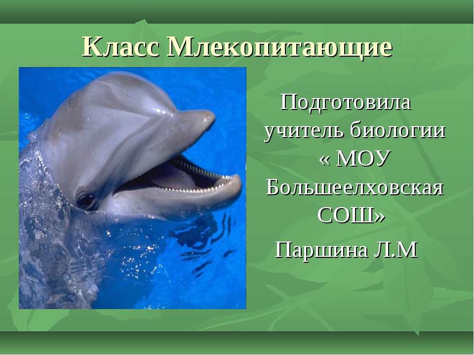 Класс Млекопитающие  - Скачать презентации бесплатно | Читать или скачать учебники для школы онлайн бесплатно ☑ Школьные учебники school-textbook.com