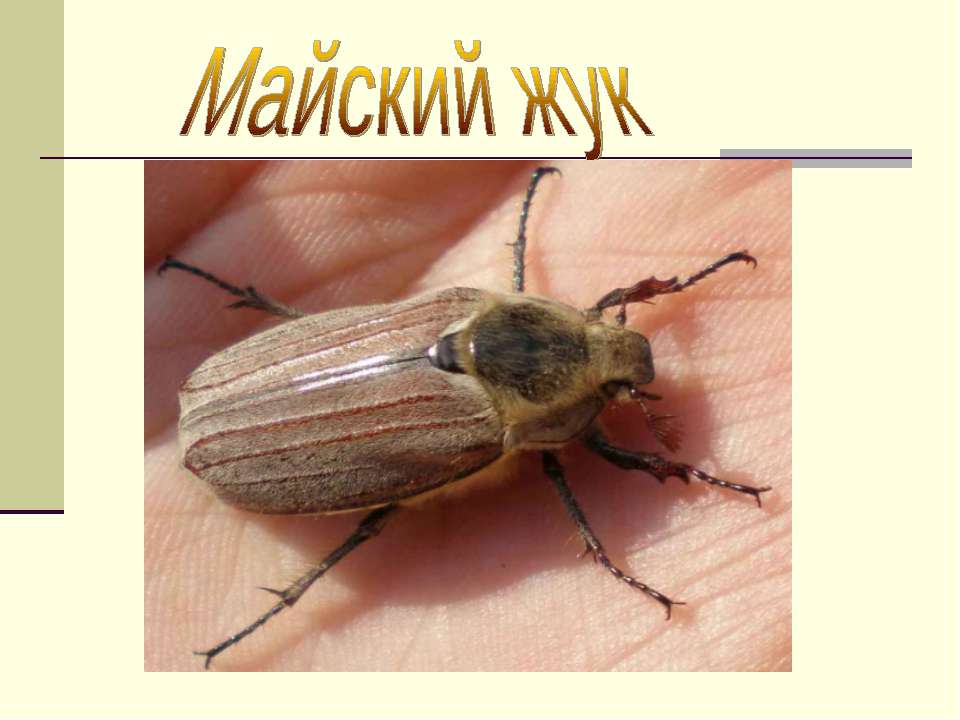 Майский жук - Скачать презентации бесплатно ☑ Презентации по предметам на gdz-books.ru