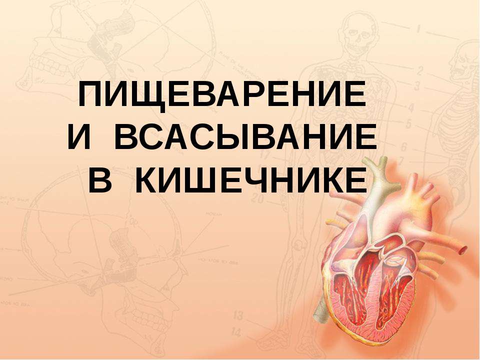 Пищеварение и всасывание в кишечнике  - Скачать презентации бесплатно | Читать или скачать учебники для школы онлайн бесплатно ☑ Школьные учебники school-textbook.com