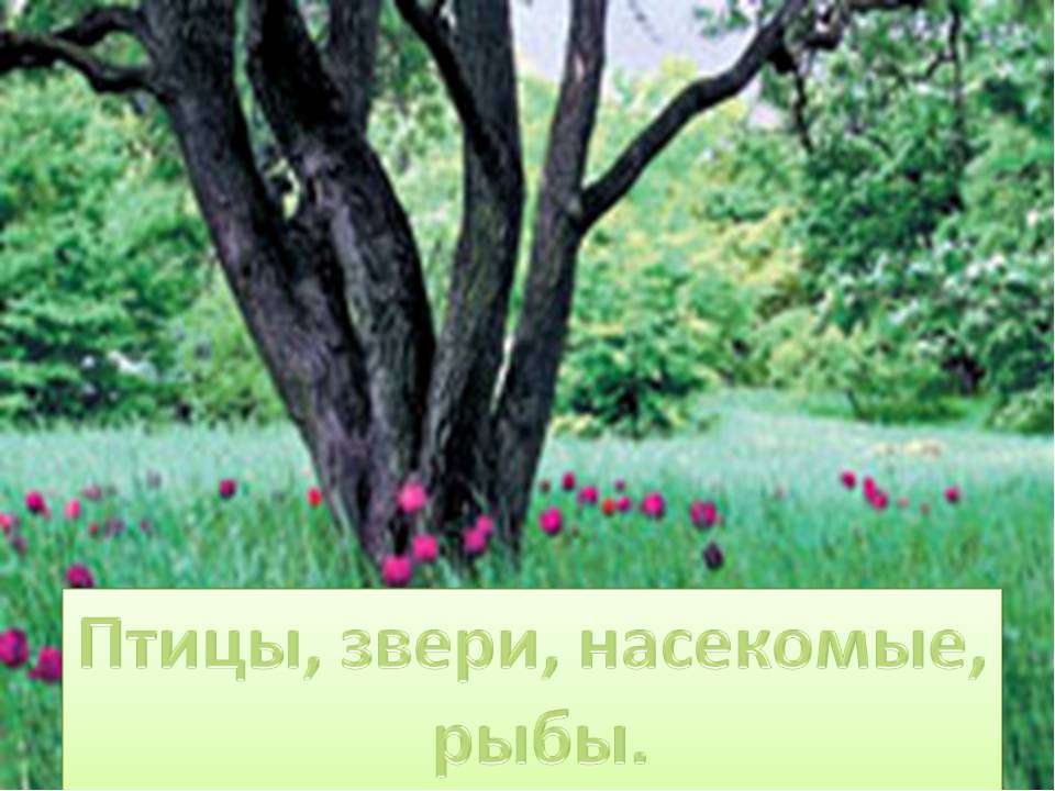Птицы, звери, насекомые, рыбы  - Скачать презентации бесплатно | Читать или скачать учебники для школы онлайн бесплатно ☑ Школьные учебники school-textbook.com