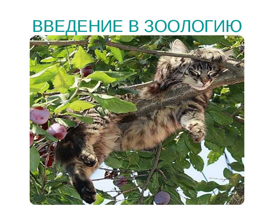 Введение в зоологию  - Скачать презентации бесплатно | Читать или скачать учебники для школы онлайн бесплатно ☑ Школьные учебники school-textbook.com