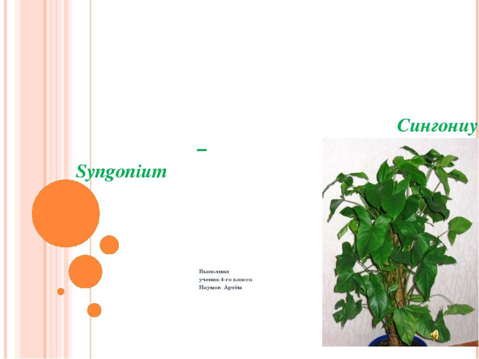 Сингониум – Syngonium - Скачать презентации бесплатно ☑ Презентации по предметам на gdz-books.ru