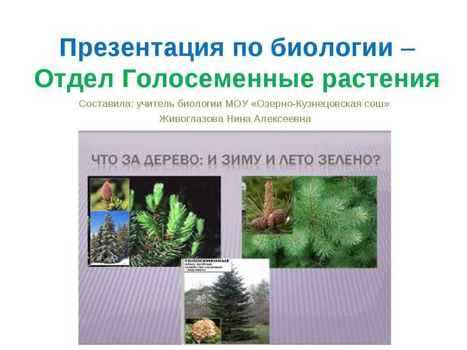 Отдел Голосеменные растения  - Скачать презентации бесплатно | Читать или скачать учебники для школы онлайн бесплатно ☑ Школьные учебники school-textbook.com