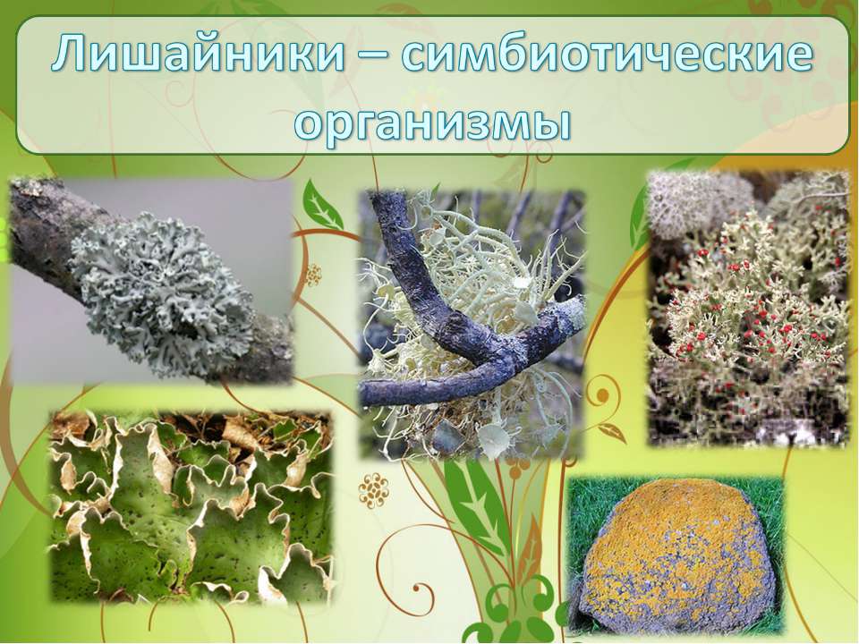 Лишайники – симбиотические организмы  - Скачать презентации бесплатно | Читать или скачать учебники для школы онлайн бесплатно ☑ Школьные учебники school-textbook.com