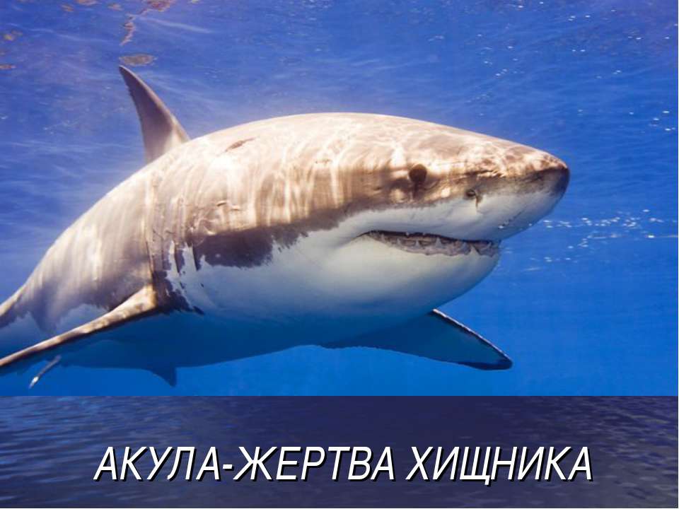 Акула - жертва хищника  - Скачать презентации бесплатно | Читать или скачать учебники для школы онлайн бесплатно ☑ Школьные учебники school-textbook.com