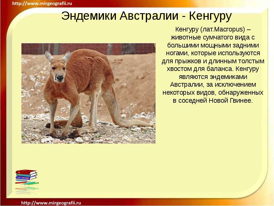 Эндемики Австралии - Кенгуру  - Скачать презентации бесплатно | Читать или скачать учебники для школы онлайн бесплатно ☑ Школьные учебники school-textbook.com