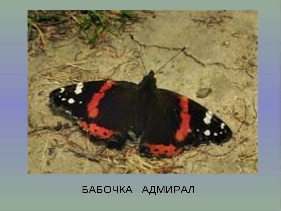 Энтомология и русский язык - Скачать презентации бесплатно ☑ Презентации по предметам на gdz-books.ru