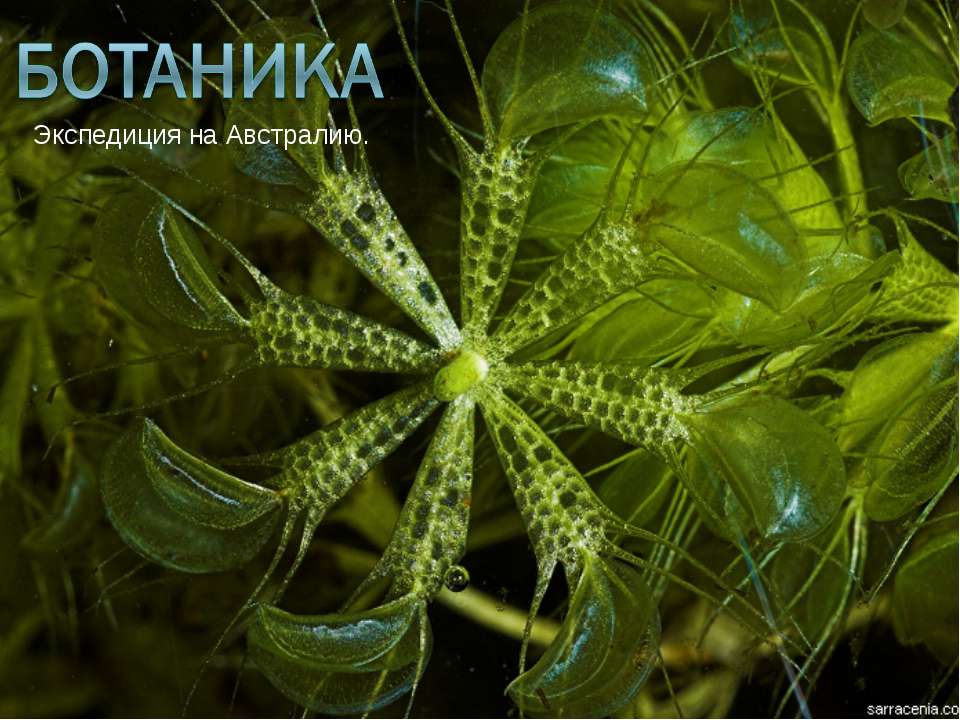 Ботаника - Скачать презентации бесплатно ☑ Презентации по предметам на gdz-books.ru