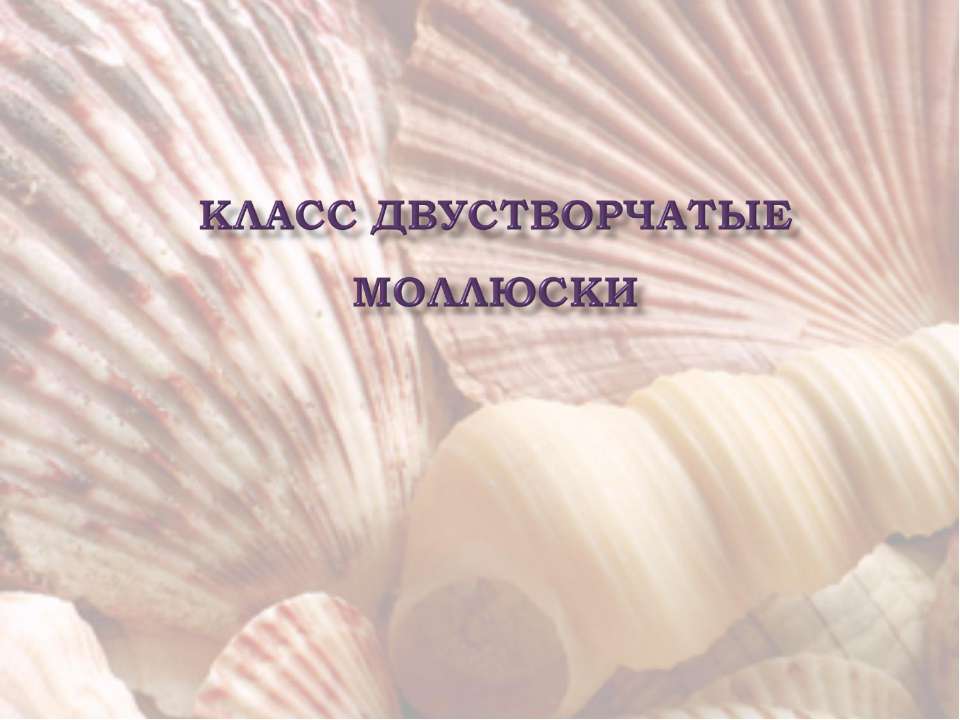 Класс Двустворчатые моллюски  - Скачать презентации бесплатно | Читать или скачать учебники для школы онлайн бесплатно ☑ Школьные учебники school-textbook.com