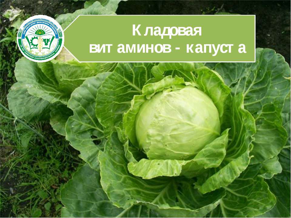 Кладовая витаминов - капуста  - Скачать презентации бесплатно | Читать или скачать учебники для школы онлайн бесплатно ☑ Школьные учебники school-textbook.com