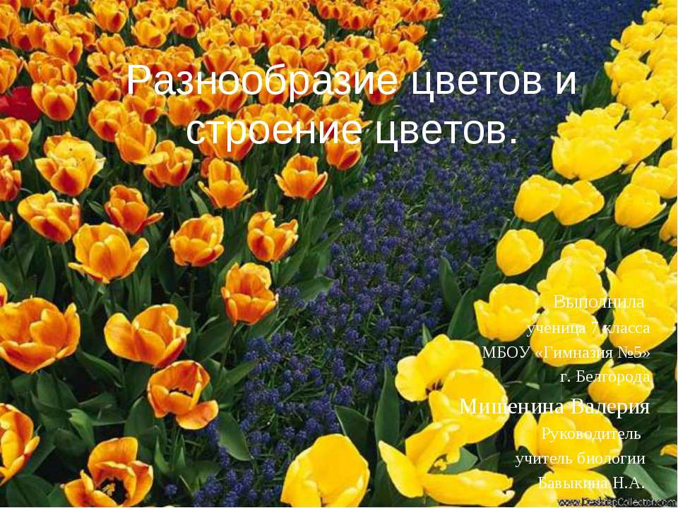 Разнообразие цветов и строение цветов  - Скачать презентации бесплатно | Читать или скачать учебники для школы онлайн бесплатно ☑ Школьные учебники school-textbook.com