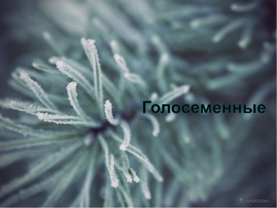 Голосеменные как ряд и подвид - Скачать презентации бесплатно ☑ Презентации по предметам на gdz-books.ru