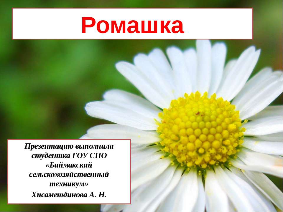 Ромашка - Скачать презентации бесплатно ☑ Презентации по предметам на gdz-books.ru