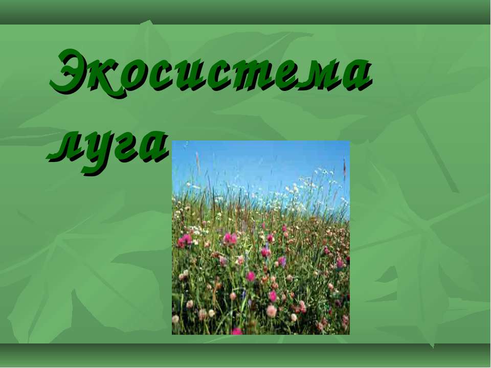 Экосистема луга - Скачать презентации бесплатно ☑ Презентации по предметам на gdz-books.ru