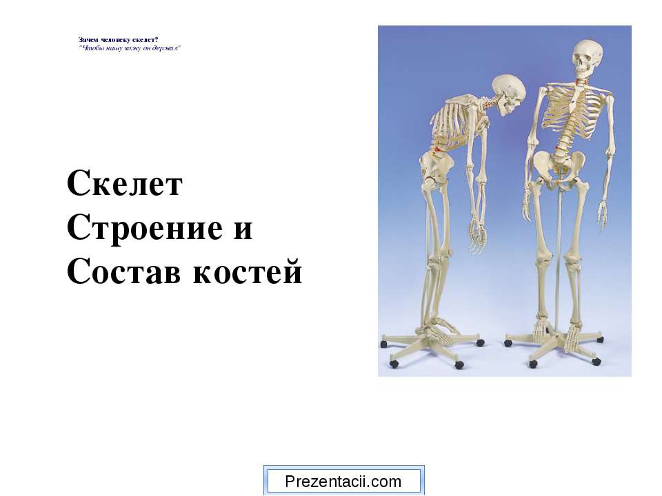 Скелет строение и состав костей  - Скачать презентации бесплатно | Читать или скачать учебники для школы онлайн бесплатно ☑ Школьные учебники school-textbook.com