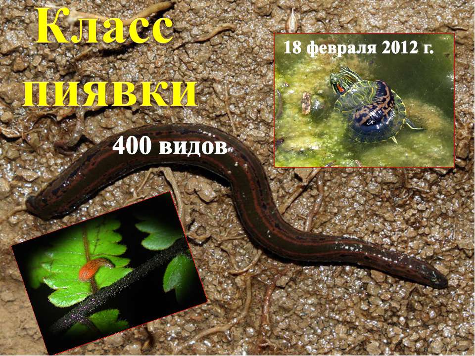 Класс пиявки - Скачать презентации бесплатно ☑ Презентации по предметам на gdz-books.ru