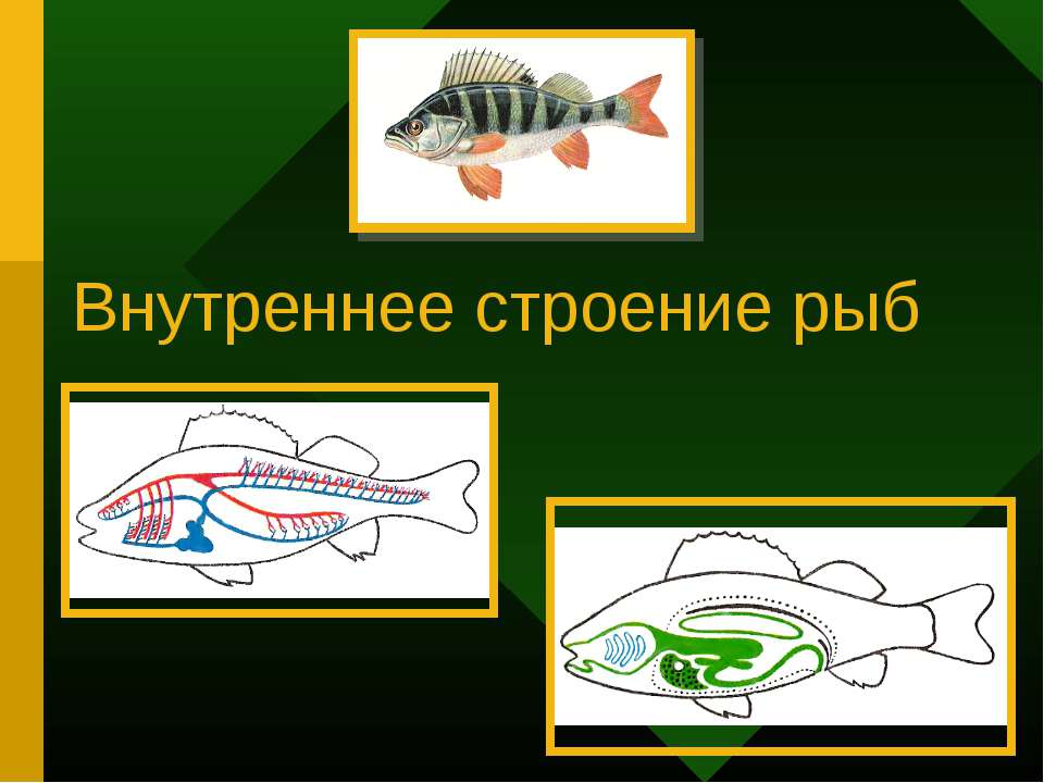 Внутреннее строение рыб - Скачать презентации бесплатно ☑ Презентации по предметам на gdz-books.ru