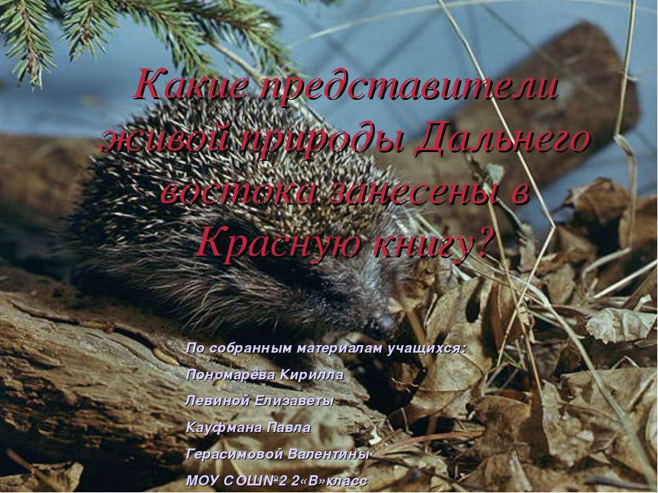 Какие представители живой природы Дальнего востока занесены в Красную книгу?  - Скачать презентации бесплатно | Читать или скачать учебники для школы онлайн бесплатно ☑ Школьные учебники school-textbook.com