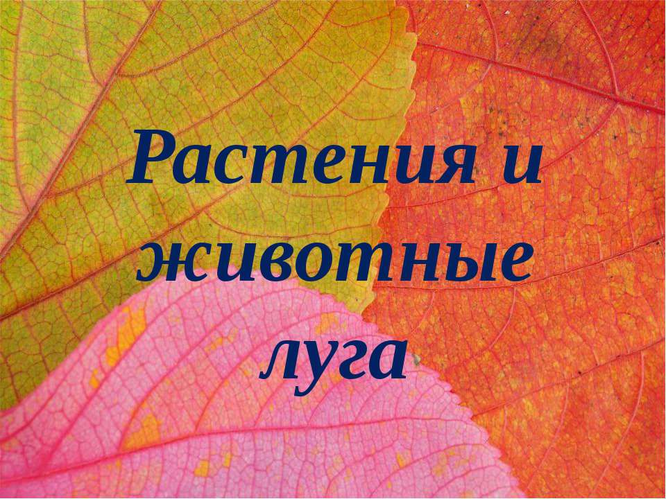 Растения и животные луга  - Скачать презентации бесплатно | Читать или скачать учебники для школы онлайн бесплатно ☑ Школьные учебники school-textbook.com