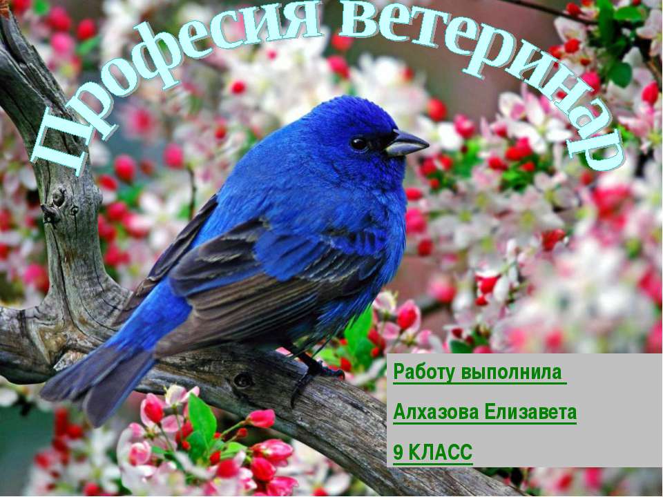 Професия ветеринар - Скачать презентации бесплатно ☑ Презентации по предметам на gdz-books.ru