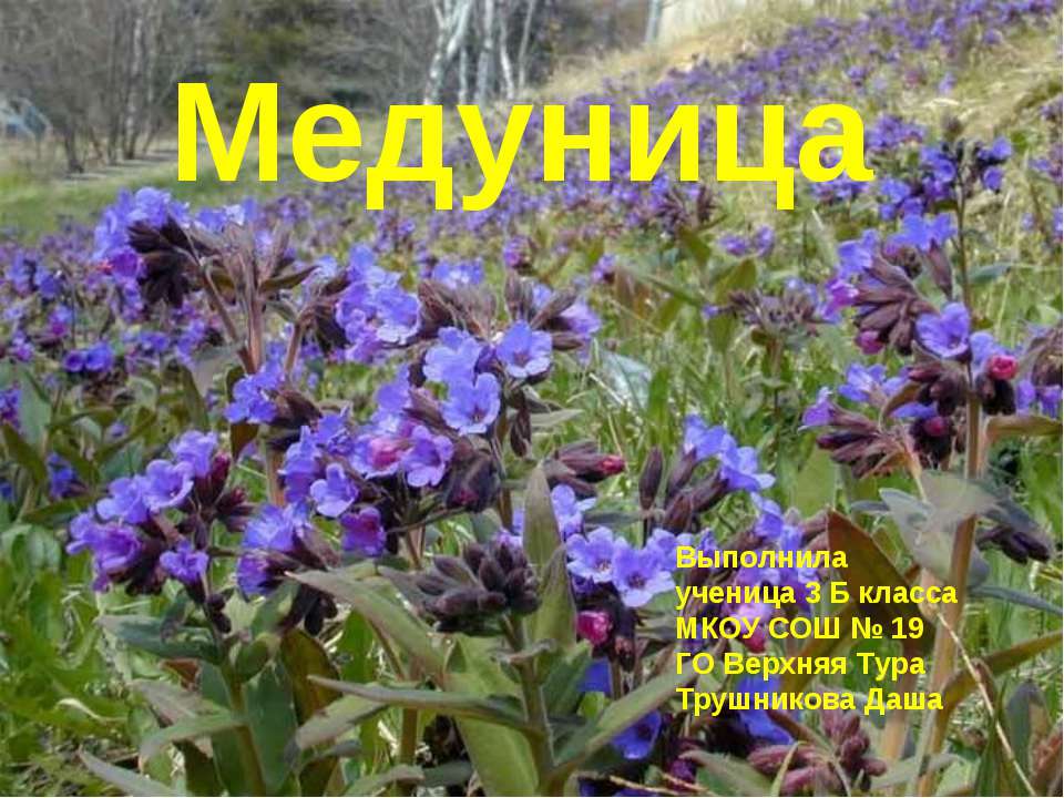Медуница 3 класс - Скачать презентации бесплатно ☑ Презентации по предметам на gdz-books.ru