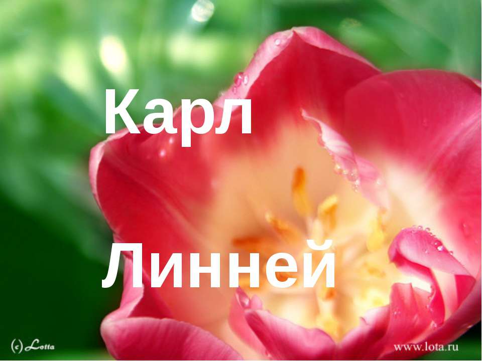 Карл Линней  - Скачать презентации бесплатно | Читать или скачать учебники для школы онлайн бесплатно ☑ Школьные учебники school-textbook.com