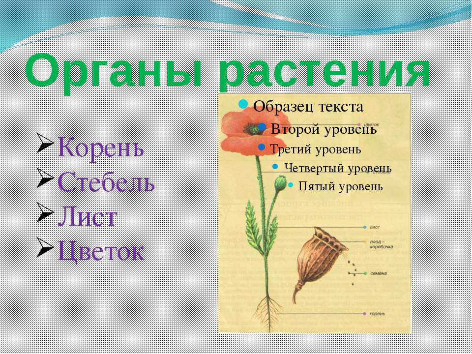 Органы растения  - Скачать презентации бесплатно | Читать или скачать учебники для школы онлайн бесплатно ☑ Школьные учебники school-textbook.com