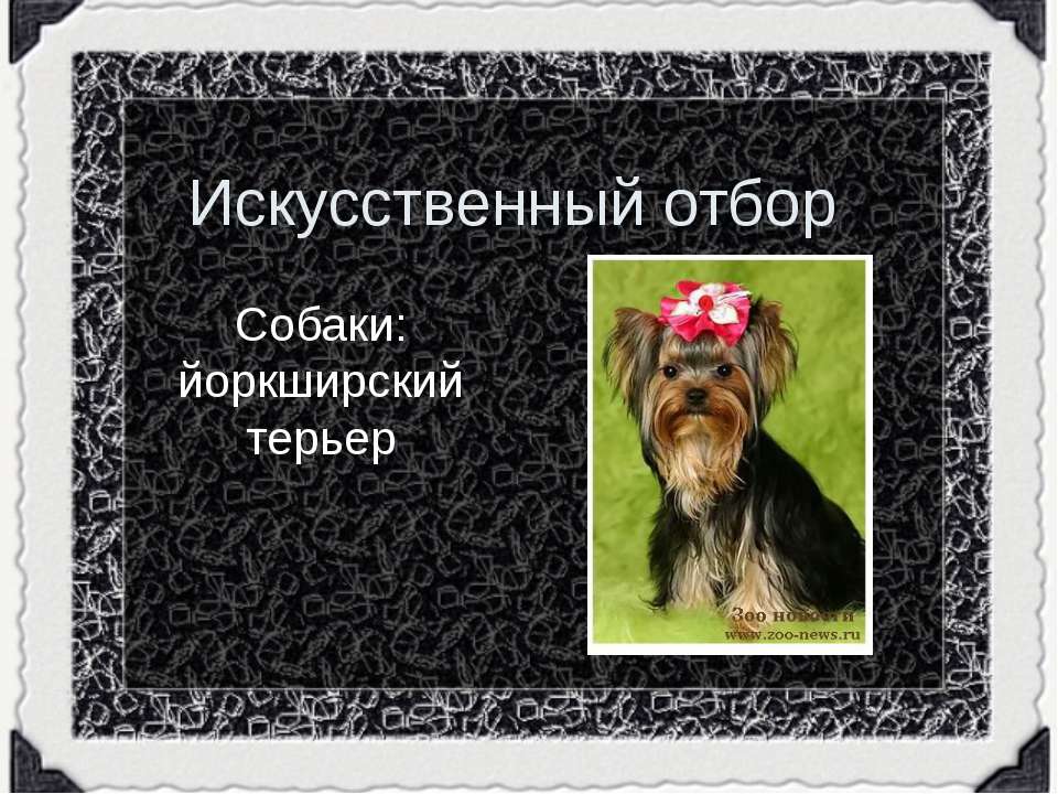 Собаки: йоркширский терьер  - Скачать презентации бесплатно | Читать или скачать учебники для школы онлайн бесплатно ☑ Школьные учебники school-textbook.com