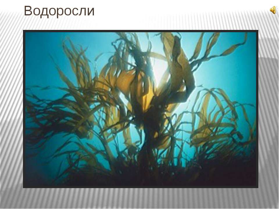 Водоросли 6 класс - Скачать презентации бесплатно ☑ Презентации по предметам на gdz-books.ru