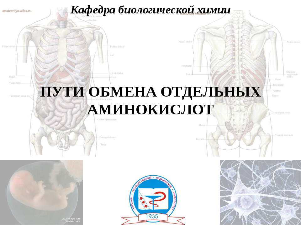 Пути обмена отдельных аминокислот  - Скачать презентации бесплатно | Читать или скачать учебники для школы онлайн бесплатно ☑ Школьные учебники school-textbook.com