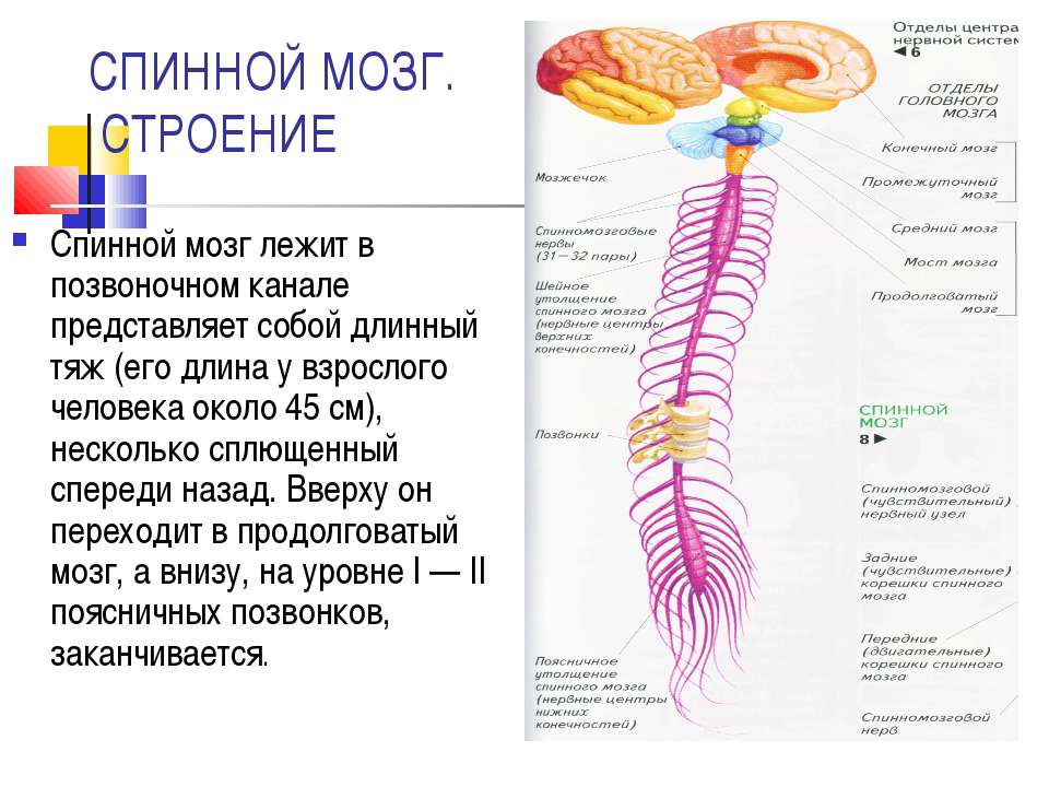 СПИННОЙ МОЗГ. СТРОЕНИЕ  - Скачать презентации бесплатно | Читать или скачать учебники для школы онлайн бесплатно ☑ Школьные учебники school-textbook.com
