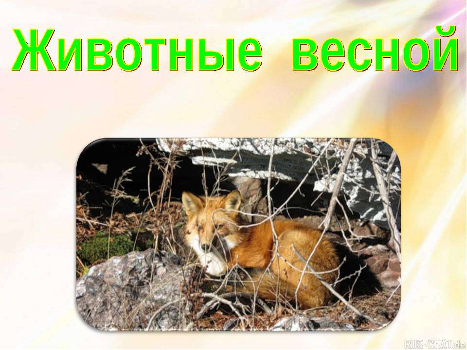 Животные весной  - Скачать презентации бесплатно | Читать или скачать учебники для школы онлайн бесплатно ☑ Школьные учебники school-textbook.com