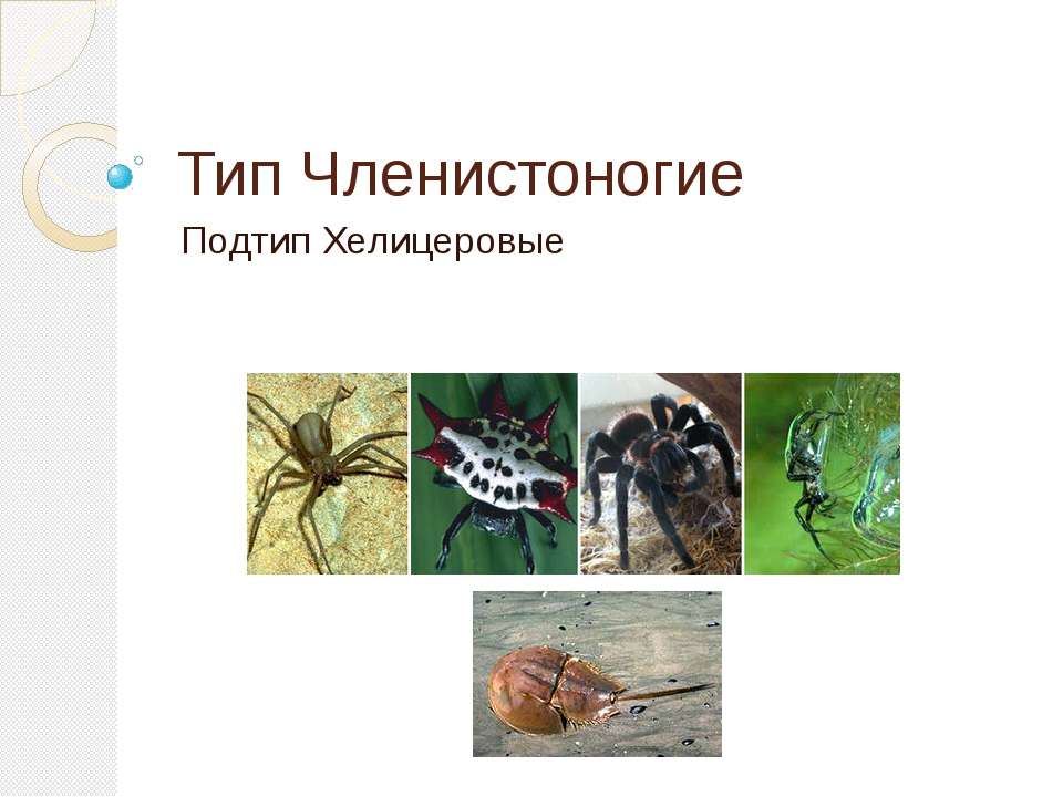 Тип Членистоногие. Подтип Хелицеровые  - Скачать презентации бесплатно | Читать или скачать учебники для школы онлайн бесплатно ☑ Школьные учебники school-textbook.com