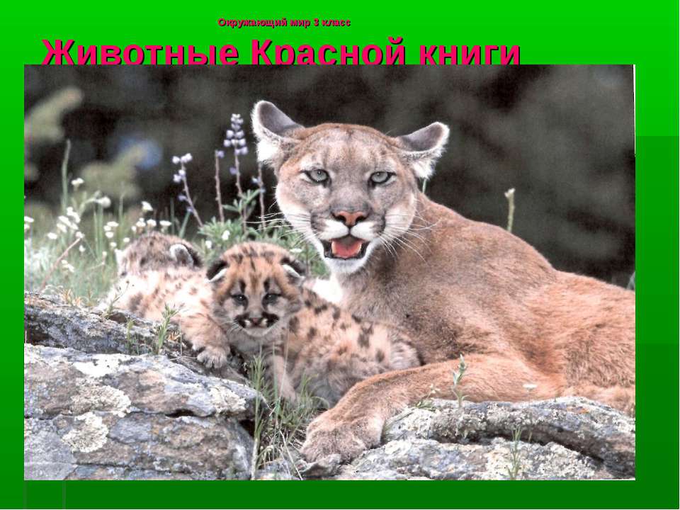 Животные Красной книги. Пума  - Скачать презентации бесплатно | Читать или скачать учебники для школы онлайн бесплатно ☑ Школьные учебники school-textbook.com